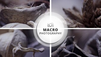Abstract Macro Photography Session | Dead Matter