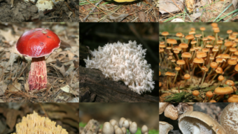 Fungi Friday - More Summer Fungi From Michigan, USA