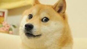 600% increase in 24 hours - DOGECOIN