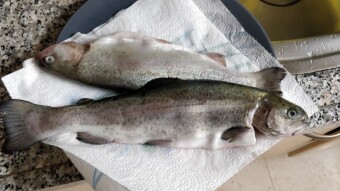 Simple Rainbow Trout Recipe