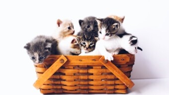 What about We Talk about Cats?