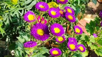 Videography of some flower.
