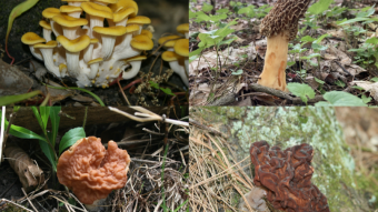 2023 Mushroom Memories: A Foray into May's Fungal Treasures