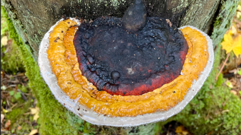 Tree mushrooms after the rain