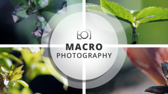 Macro Photography Session | Random native subjects