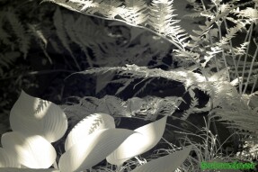 Ultraviolet and Infrared Photography - Ferns in partial shade