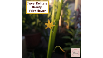 Sweet Delicate Beauty, the Fairy Flower