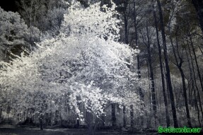 Infrared Photography - Large flowering tree surrounded by pine trees