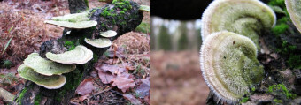 Mushrooms occurring in Europe - Trametes hirsuta