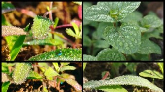 WATER DROPS Photography