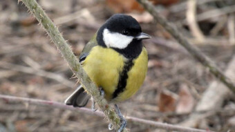 Meetings with tit and more