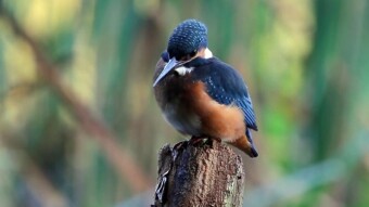 A rebellious kingfisher at a photo session