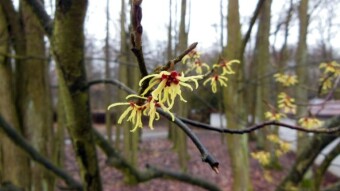 In spring and rain, Chinese witch hazel blooms - My Actifit Report Card: February 23 2024