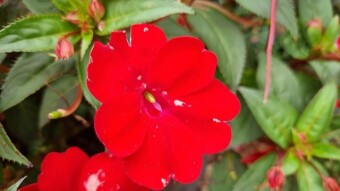 Guinea Impatiens flower photography.