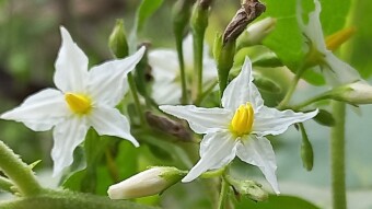 Wild Flower photography.