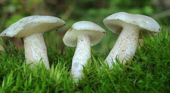 Mushrooms occurring in Europe - Suillus placidus