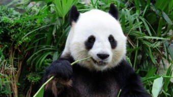 Bitpanda: changes on their Global Exchange / "Bitpanda Pro"