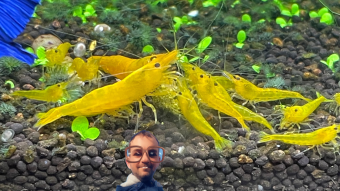 From Tanks to Tokens - How My Nano-Aquarium of Shrimps Keeps Me Zen While Riding the Crypto Waves