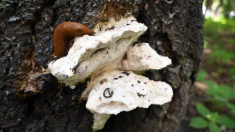 A conqueror of fields, gardens and mushrooms?