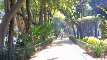 A Convalescent Stroll Through La Condesa
