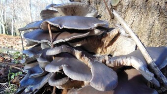 There is no trace of winter and the arboreal beauties have been revealed - the oyster mushroom (Pleurotus ostreatus)
