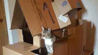 Funny cardboard castles and fortresses that cat owners build for their Pets