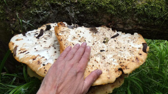 This is one of the largest arboreal edible mushrooms - Pheasant's back mushroom