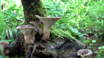 Rare arboreal mushroom with medicinal properties - Polyporus tuberaster