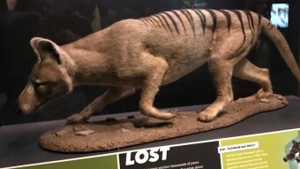 The Thylacine: Last Seen 1936
