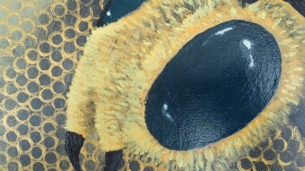 Spring Bees