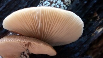 Very rare arboreal mushrooms - Saffron oysterling (Crepidotus crocophyllus)