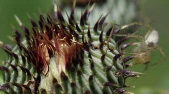 Cactus Flower Macro