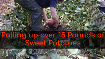 Harvesting Sweet Potatoes: Started with just one