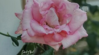 𝐒𝐮𝐫𝐫𝐨𝐮𝐧𝐝𝐞𝐝 𝐛𝐲 𝐁𝐄𝐀𝐔𝐓𝐘 🌸