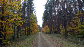 So, a little more about autumn mushrooms from the Kraków-Częstochowa Upland