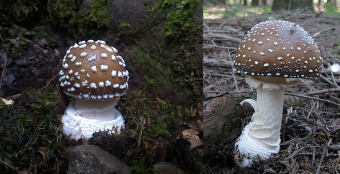 Mushrooms occurring in Europe - Amanita pantherina