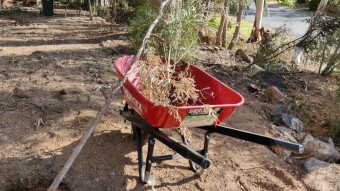 Trying to Resurrect Some Small Trees