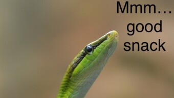 Can a snake bite you in “that place”?