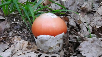 Are toadstools edible? Caesar's mushroom - the favorite mushroom of the Roman Emperor