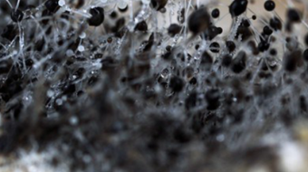 Navy family forced out of home because of toxic fungi