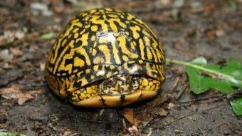 Wednesday Walk - A Colorful and Unexpected Encounter (Eastern Box Turtle)