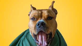 Teaching Dog To Talk
