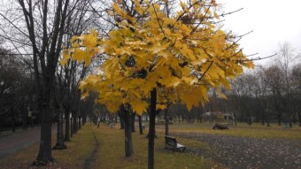Winter is coming and a birch tree with green leaves is growing under the house! - My Actifit Report Card: November 19 2022