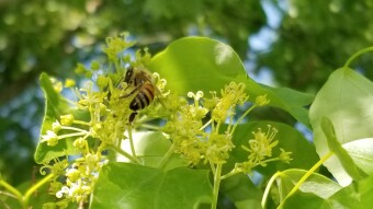 The trees are a-buzzing!