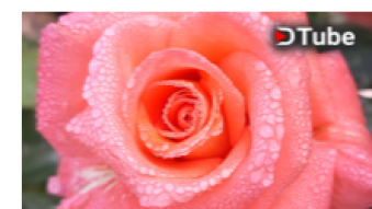 ROSE IS SYMBOL OF LOVE. Rose videography of my self.