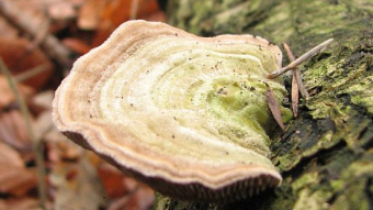 Mushrooms occurring in Europe - Lenzites betulina