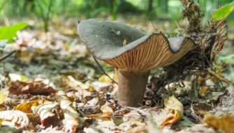 Unknown mushroom, possibly Hygrophorus