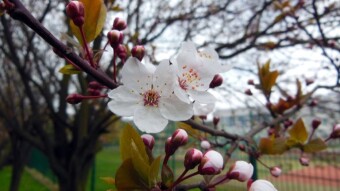 Walk in the arctic air - what changes in nature?
