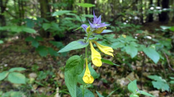 "Day and Night" - a plant for many ailments, helpful in the treatment of Lyme disease
