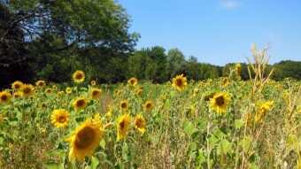 In search of a field of sunflowers - Silesian Park